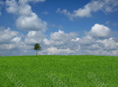 lone tree with cumulus clouds