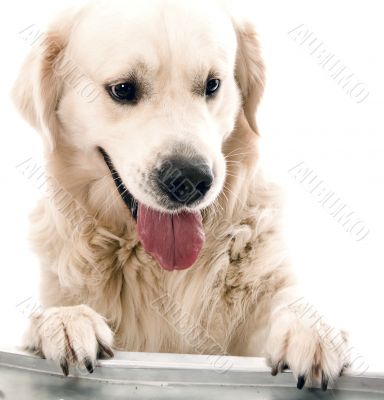 gold retriever posing in studio.