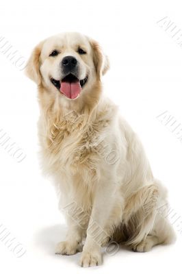 gold retriever posing in studio.