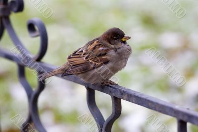 Sparrow in expectation