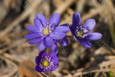Hepatica nobilis Mill