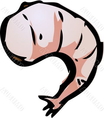 Shrimp illustration
