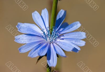Chicory