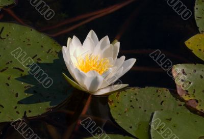Water lily in a sunny day