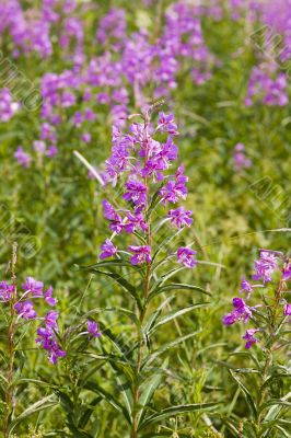 Field of willow-herb