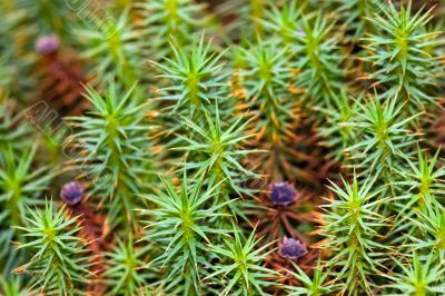 Moss close up