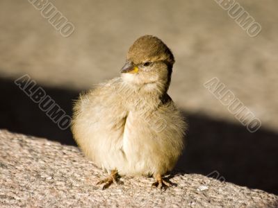 combed one`s the hair