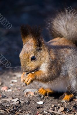 squirrel with sunflower seeds
