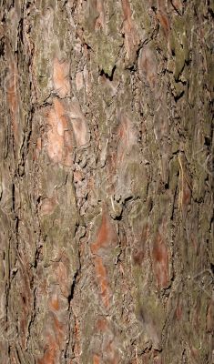 Tree bark pattern