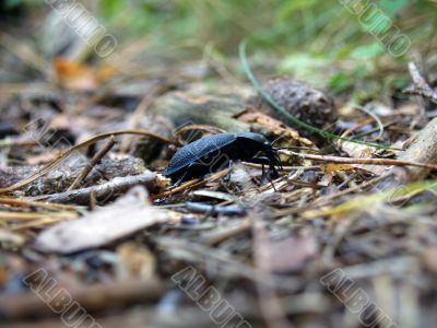Big black bug Big black bug