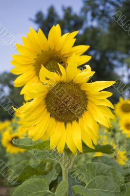 sunflower