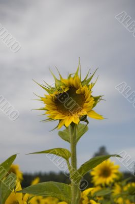 sunflower