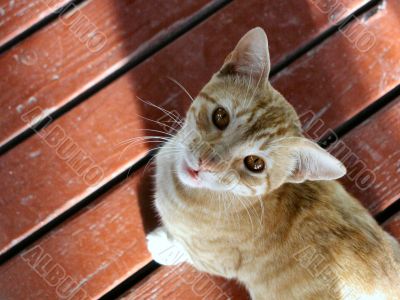 Orange Cat with Orange Eyes