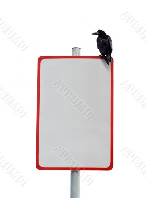 Isolated Crow