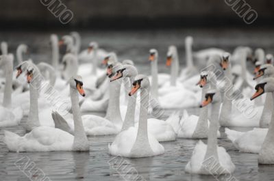 Swans Swans