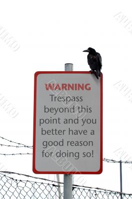 Isolated Crow
