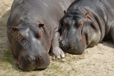 Hippos