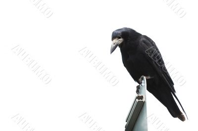 Isolated Crow