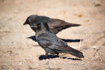 Two jackdaws