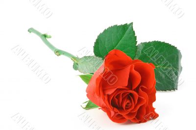 gorgeous red rose on white