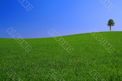 gorgeus landscape with lonely tree