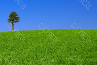 gorgeus landscape with lonely tree