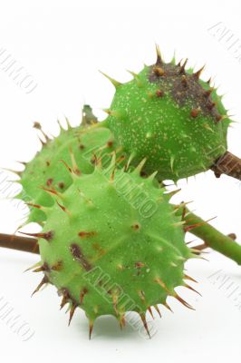 green chestnuts on white
