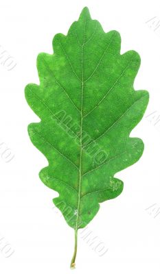 green oak leaf on white