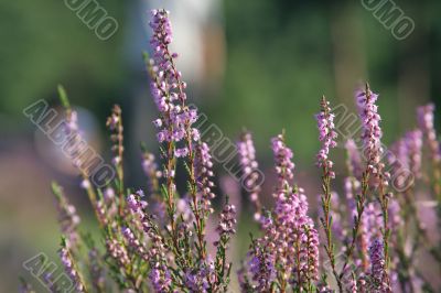 heather field