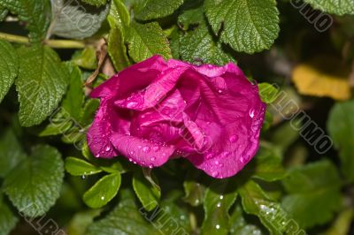 Dogrose after a rain