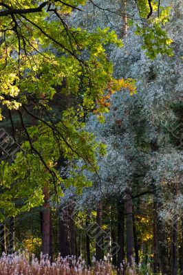 Two colors of a wood
