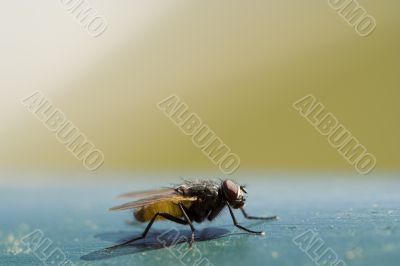 Nasty housefly
