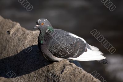 The pigeon on a stone