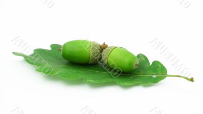 two acorns on oak leaf