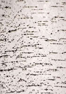 Birch bark