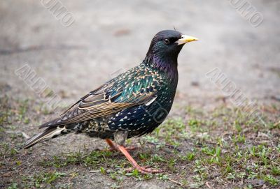 Starling on a grass