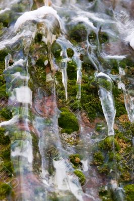 Moss and ice