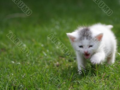 Little kitten screaming for attention