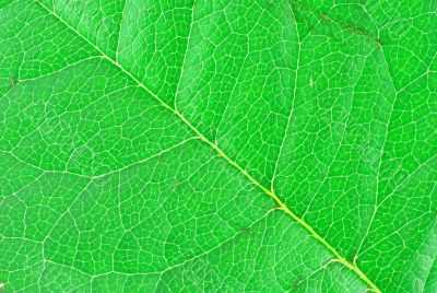 leaf texture