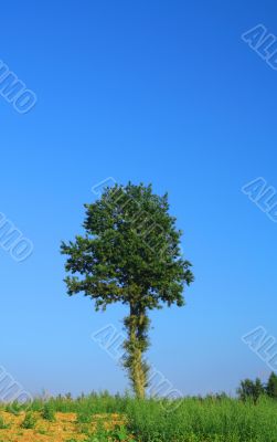 lonely tree