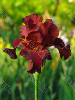 Iris №7