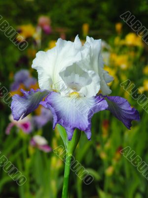 Iris №25