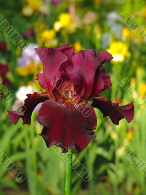 Iris №29