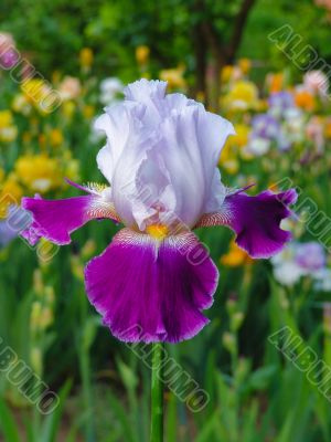 Iris №32