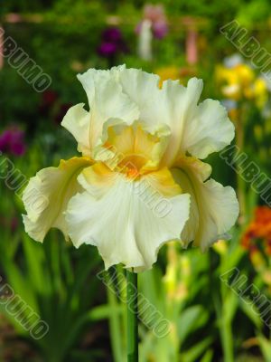 Iris №35