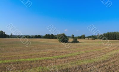rye field