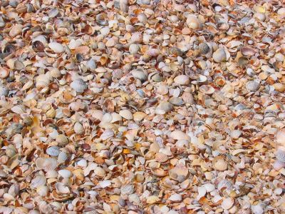 sea of colorful shells