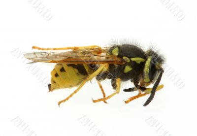 wasp - extreme macro