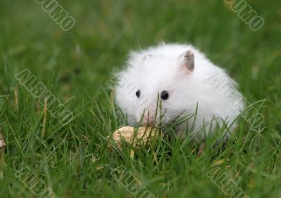 Hamster found a peanut