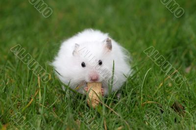 Hamster eating a peanut